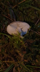 Melanoleuca