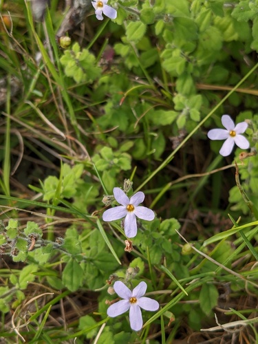 Chaenostoma hispidum (Chaenostoma hispidum)