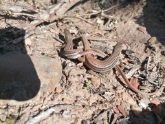 Pedioplanis burchelli