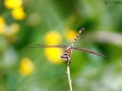 Paragomphus lineatus