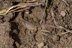 Paravaejovis confusus