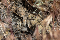 Phrynosoma platyrhinos