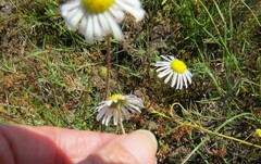 Felicia tenella