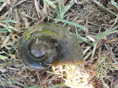 Pomacea maculata