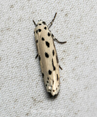 Ethmia