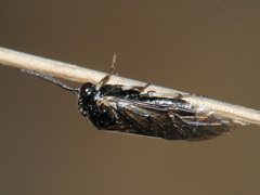 Periclista