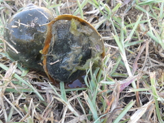 Pomacea maculata