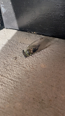 Neotibicen pruinosus