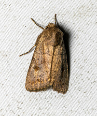 Eriopygini