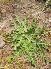Lichtensteinia obscura