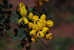 Coronilla valentina