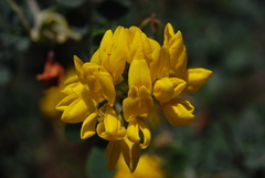 Coronilla valentina