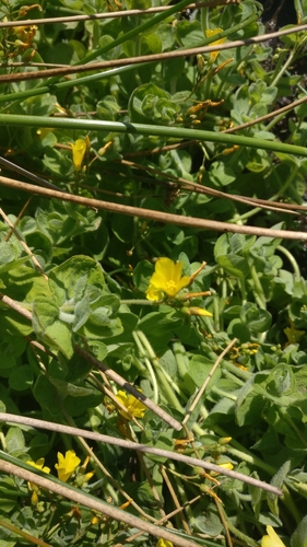 Hypericum elodes (Hypericum elodes)