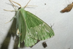 Geometra papilionaria