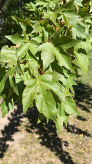 Acer miyabei