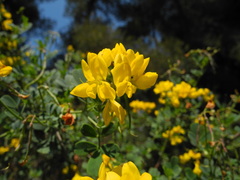 Coronilla valentina