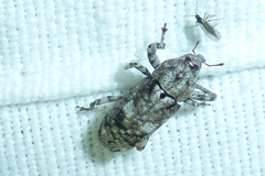 Gasterocercus depressirostris