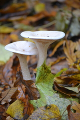 Infundibulicybe geotropa