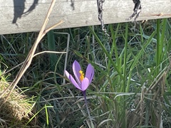 Crocus