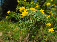 Coronilla valentina