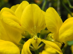 Coronilla valentina