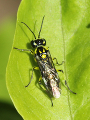 Rhogogaster picta