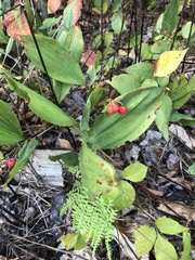 Convallaria