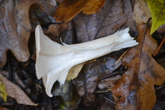 Infundibulicybe geotropa