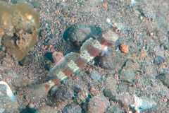 Amblyeleotris periophthalmus