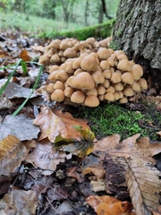 Britzelmayria multipedata