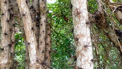 Pereskia