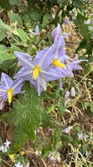 Solanum consimile