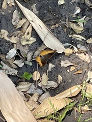 Eurytela dryope angulata