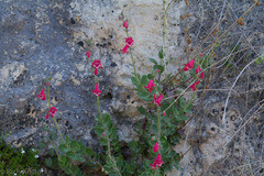 Penstemon baccharifolius