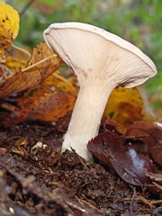 Infundibulicybe geotropa