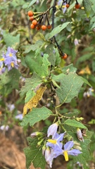 Solanum consimile