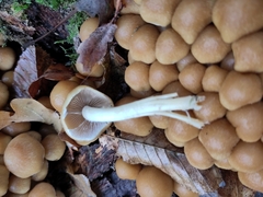 Britzelmayria multipedata