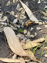 Eurytela dryope angulata