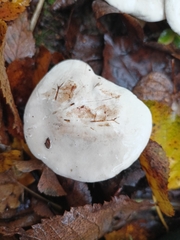 Infundibulicybe geotropa