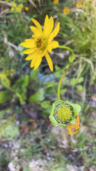 Silphium terebinthinaceum