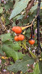Solanum consimile