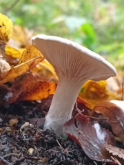 Infundibulicybe geotropa