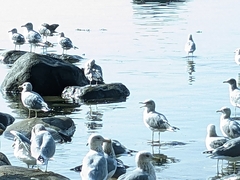 Larus glaucescens