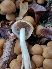 Britzelmayria multipedata