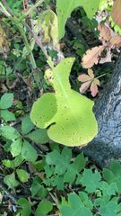 Liriodendron tulipifera