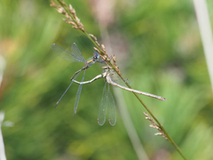 Lestes virens