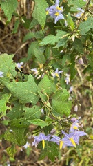 Solanum consimile