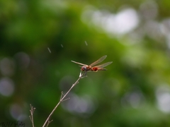 Tramea basilaris