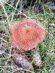 Suillus cavipes