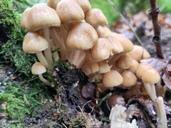 Britzelmayria multipedata